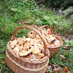 Orlik - Goscinne Homestay Uscie Gorlickie