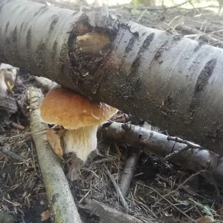 Kwatera prywatna Orlik - Gościnne *