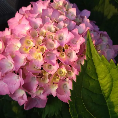 Homestay Orlik - Goscinne *