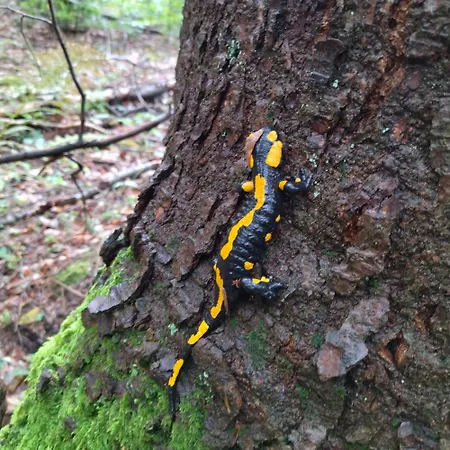 Orlik - Goscinne Privatunterkunft *