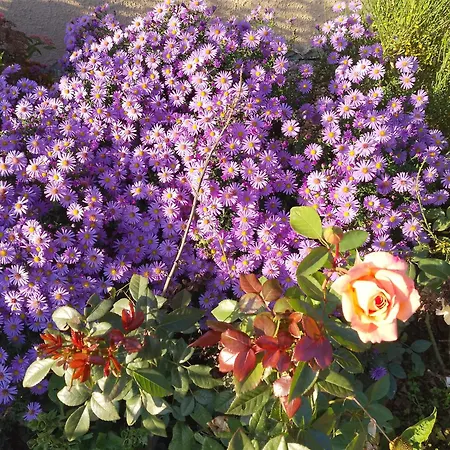 Orlik - Goscinne Privatunterkunft *