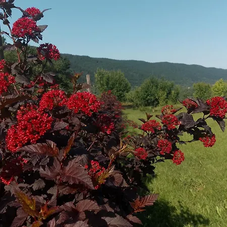 Orlik - Goscinne Homestay *