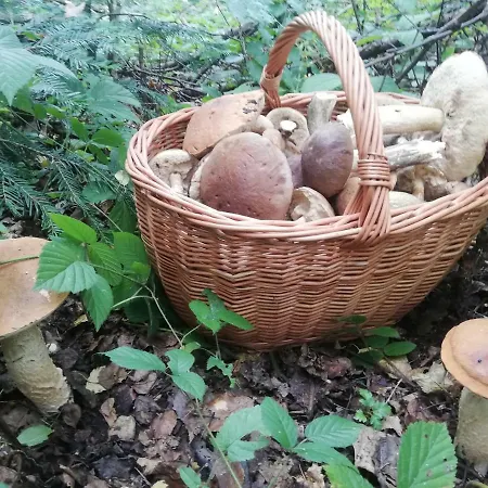Orlik - Goscinne Homestay Uscie Gorlickie