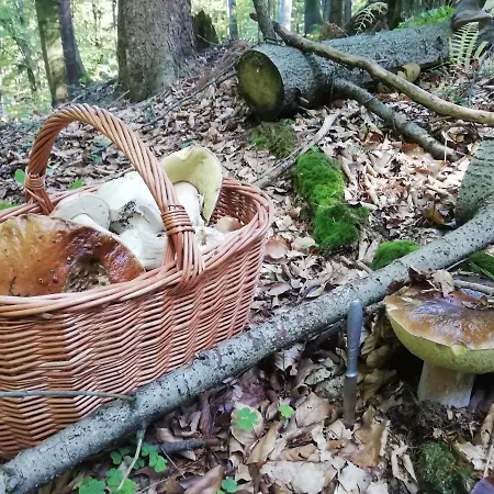 Homestay Orlik - Goscinne Uscie Gorlickie
