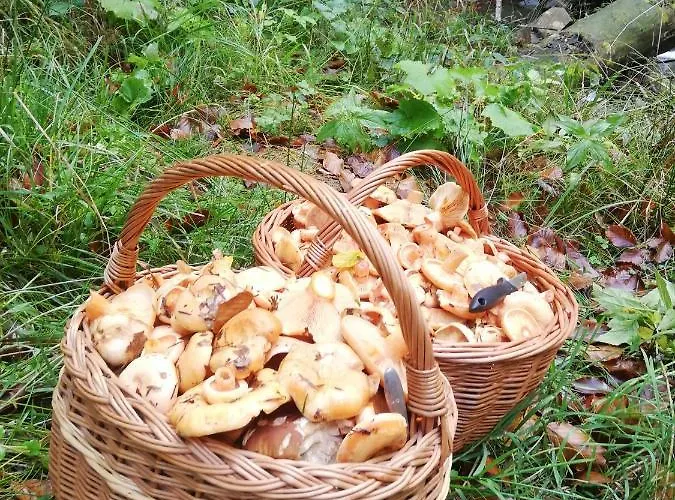 Orlik - Goscinne Privat bolig Uscie Gorlickie